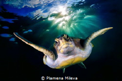 Turtle portrait by Plamena Mileva 